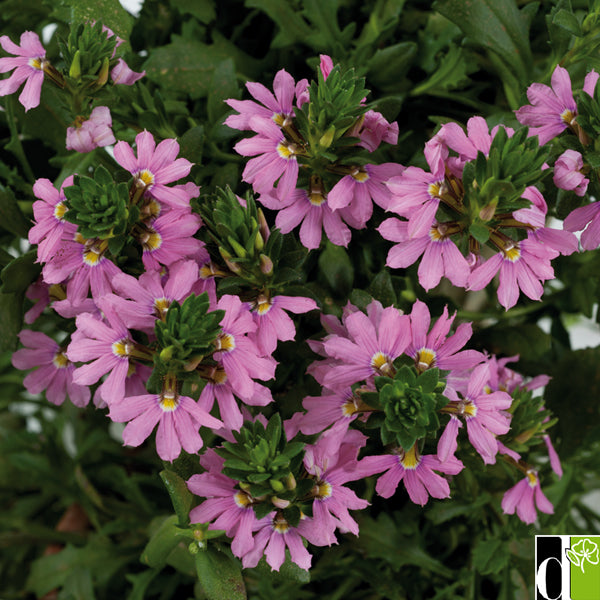 Scaevola pot 10.5